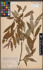 Foto von Salix daphnoides Vill.